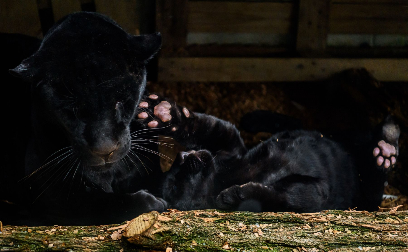 jarní prázdniny v zoo