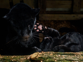 jarní prázdniny v zoo