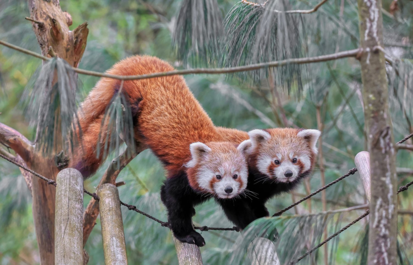 jarní prázdniny v zoo