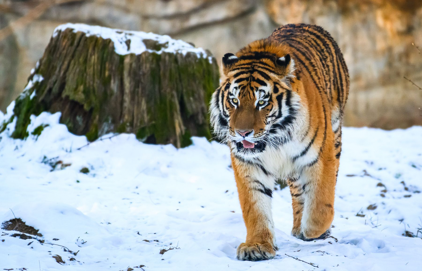 Ozzy is already in Portugal
