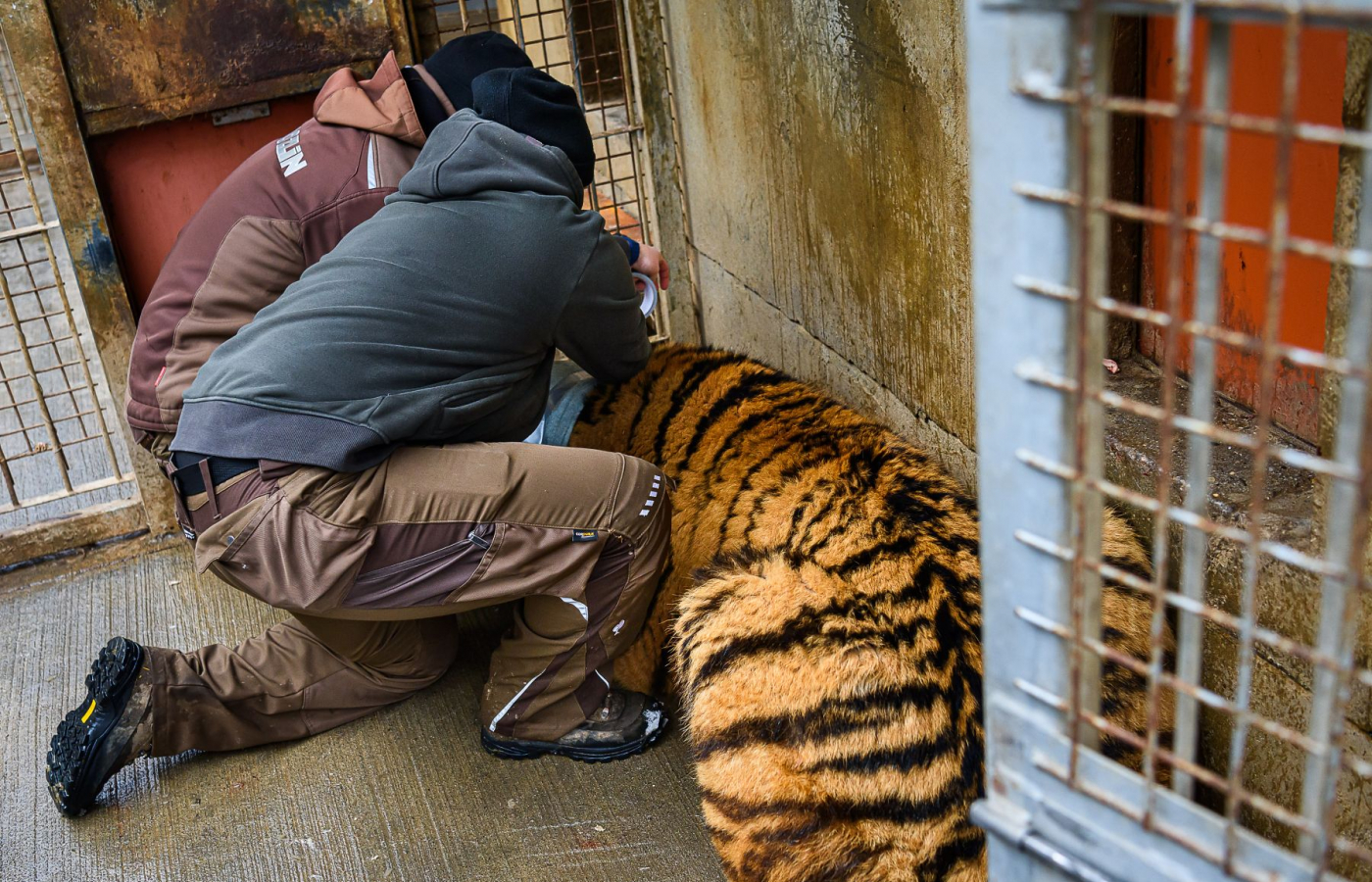 Ozzy is already in Portugal