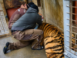 Ozzy is already in Portugal