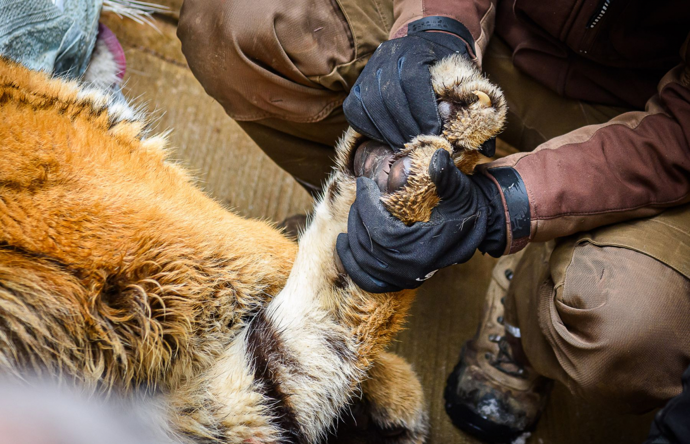 Ozzy is already in Portugal