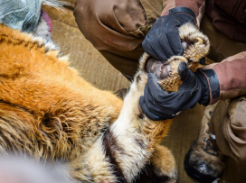 Ozzy is already in Portugal