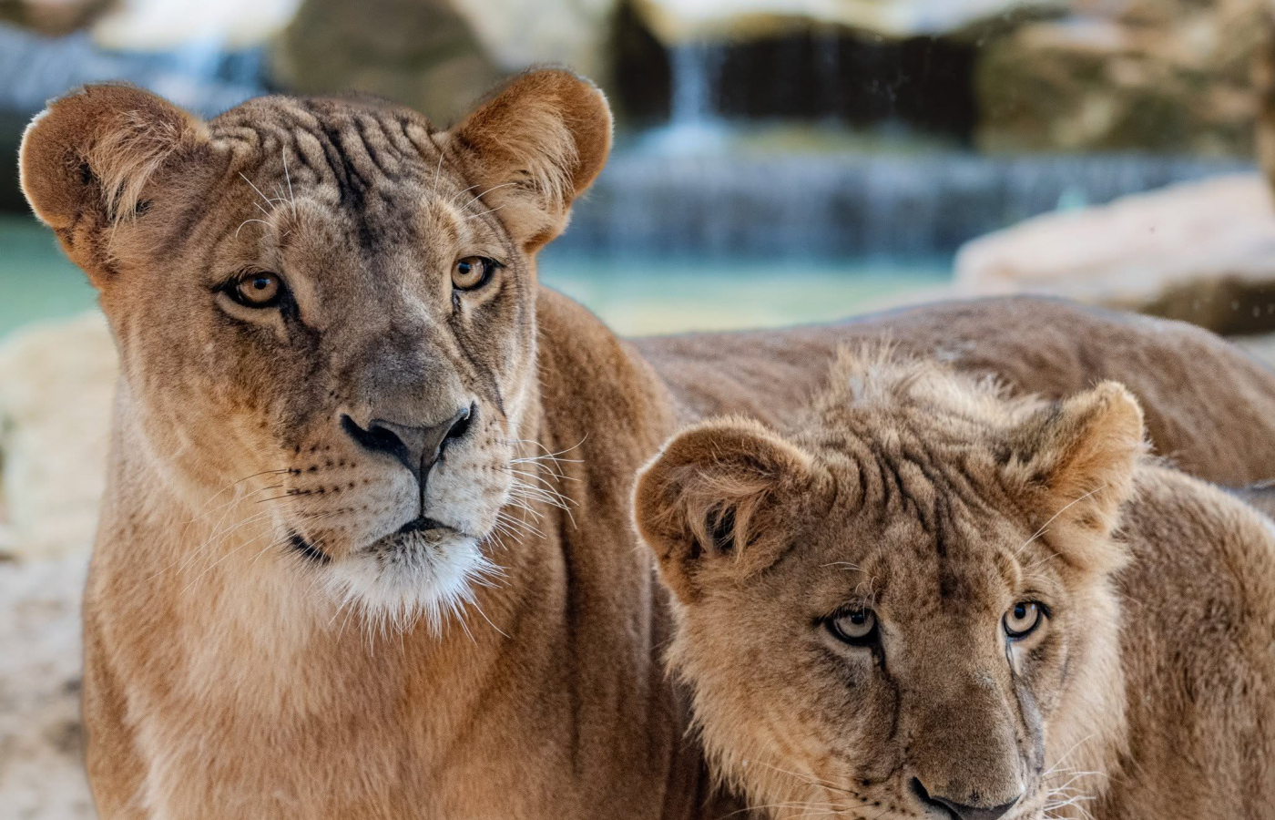 The pride divided: Our lion family reorganized as the cubs reach adulthood
