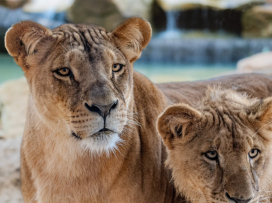 The pride divided: Our lion family reorganized as the cubs reach adulthood