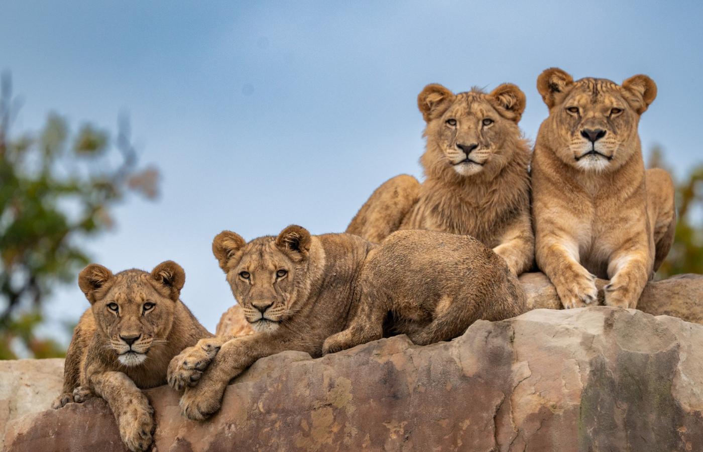 The pride divided: Our lion family reorganized as the cubs reach adulthood