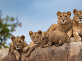 The pride divided: Our lion family reorganized as the cubs reach adulthood