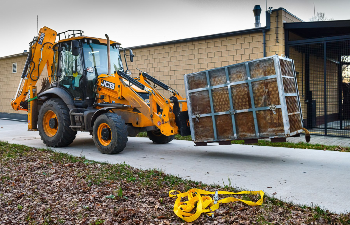 Do Zoo Zlín dorazily dvě lvice, které stát zabavil soukromému chovateli