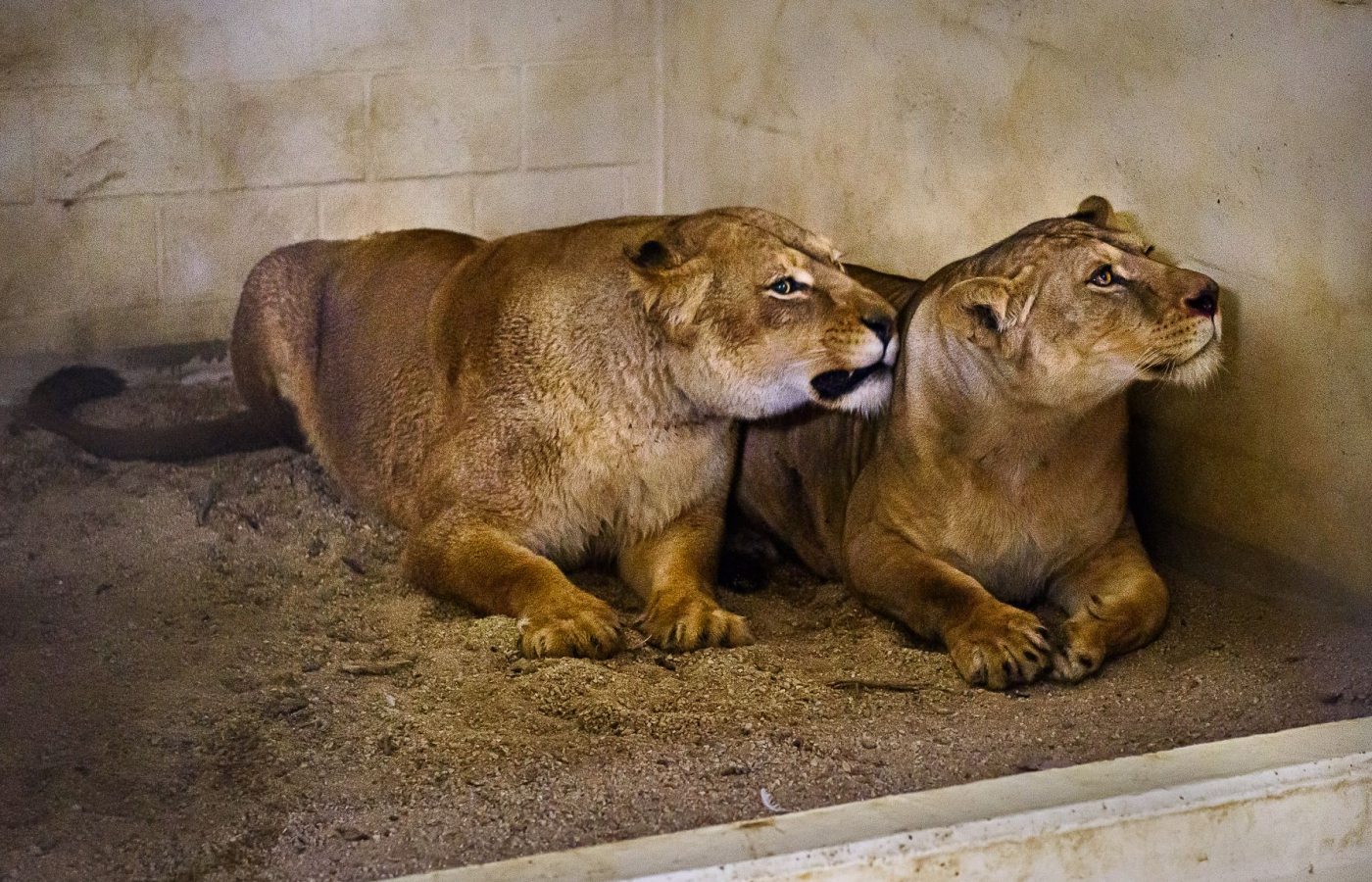 Do Zoo Zlín dorazily dvě lvice, které stát zabavil soukromému chovateli