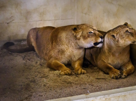 Do Zoo Zlín dorazily dvě lvice, které stát zabavil soukromému chovateli