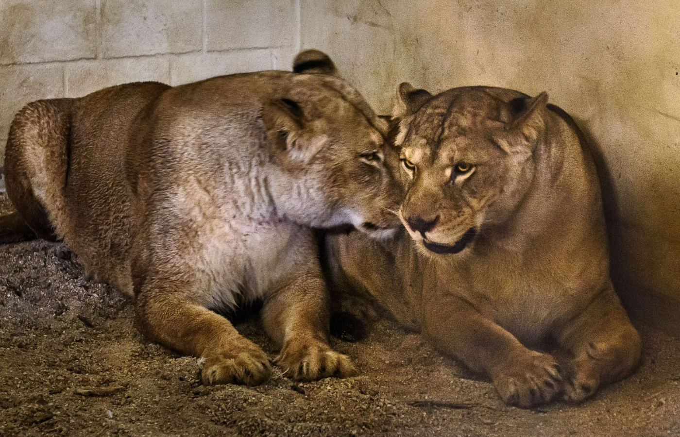 Rescued from poor living conditions: Two lionesses find a new home at the Zlín Zoo