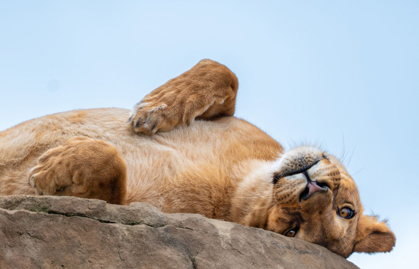 Zoo Zlín je 26.3.2026 do 12.00 uzavřena!