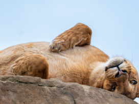 Zoo Zlín je 26.3.2026 do 12.00 uzavřena!
