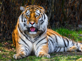 Máme nového samce tygra ussurijského