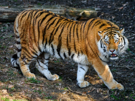 Máme nového samce tygra ussurijského