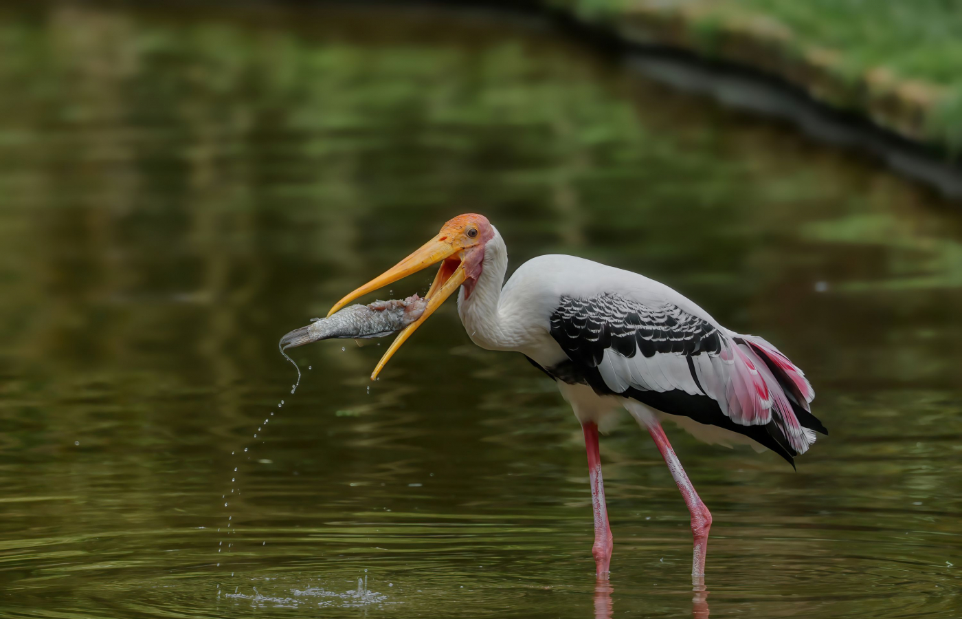 Zoo Zlín v sobotu 25. dubna oslaví Den Země