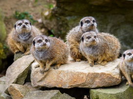May at Zlín Zoo
