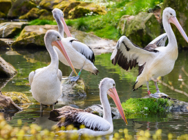 May at Zlín Zoo