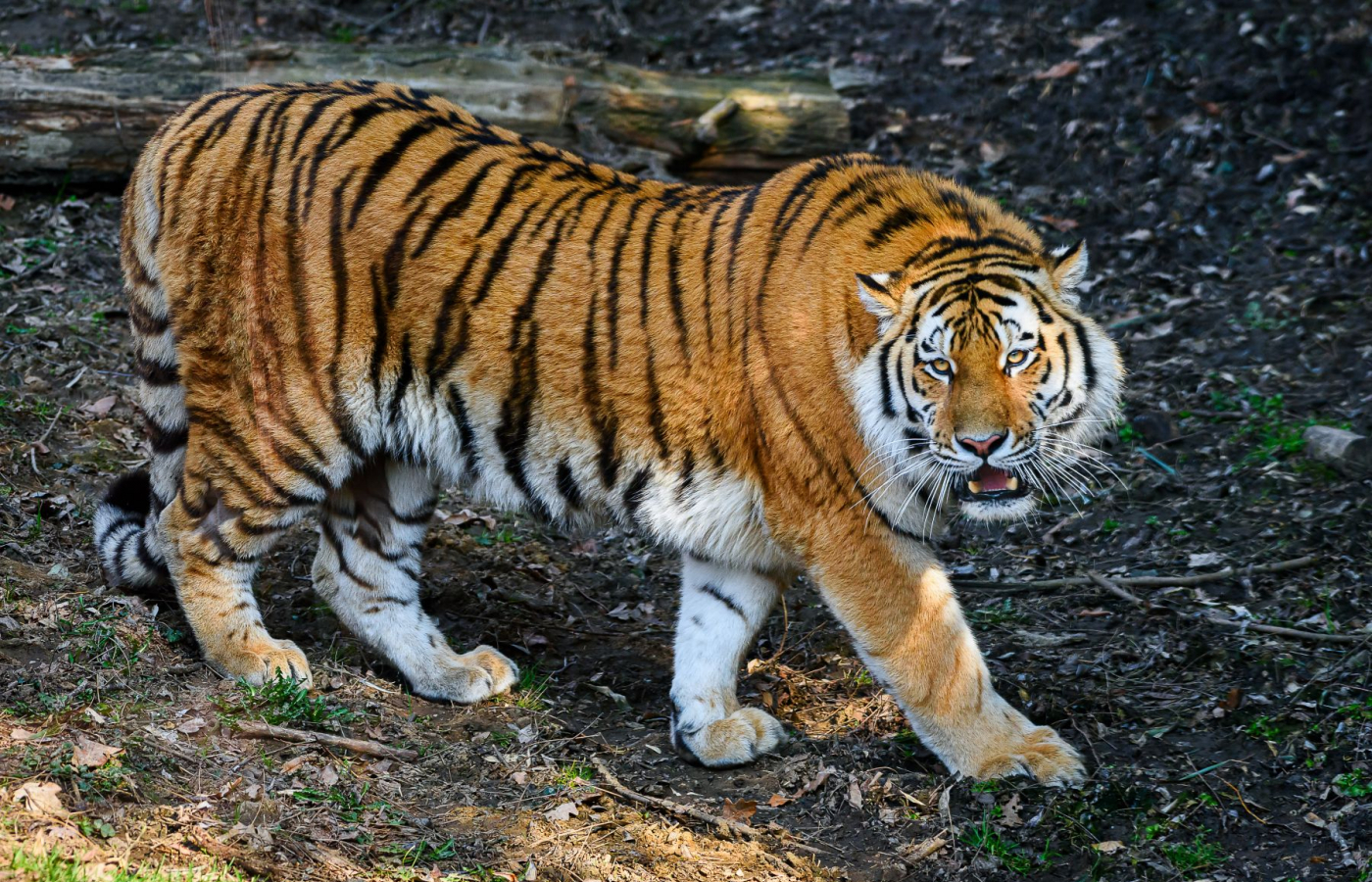 We have a new male Amur tiger