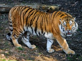 We have a new male Amur tiger