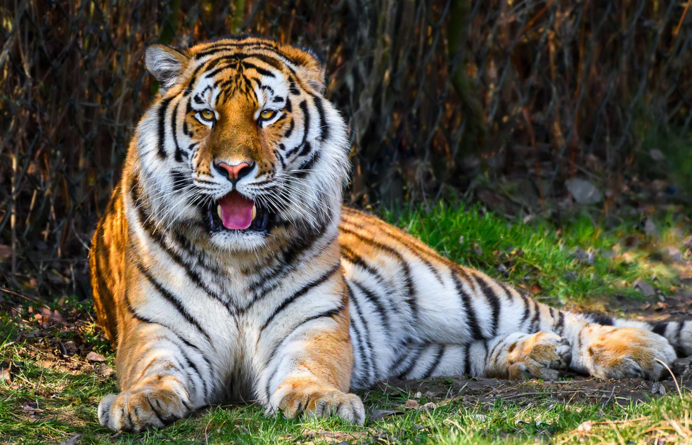 We have a new male Amur tiger
