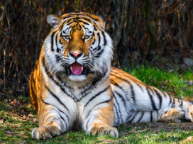 We have a new male Amur tiger