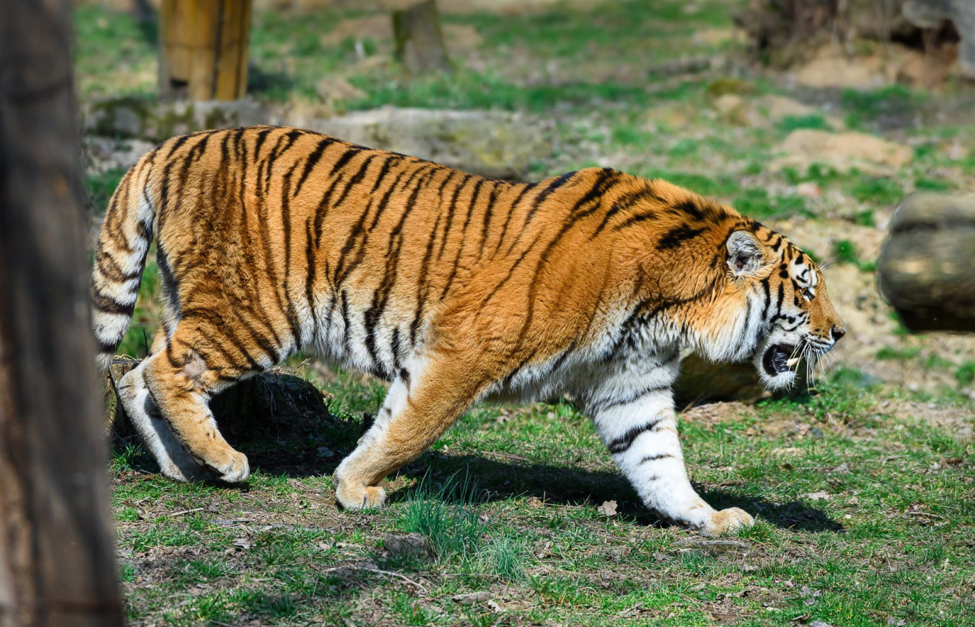 We have a new male Amur tiger