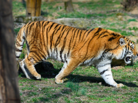 We have a new male Amur tiger
