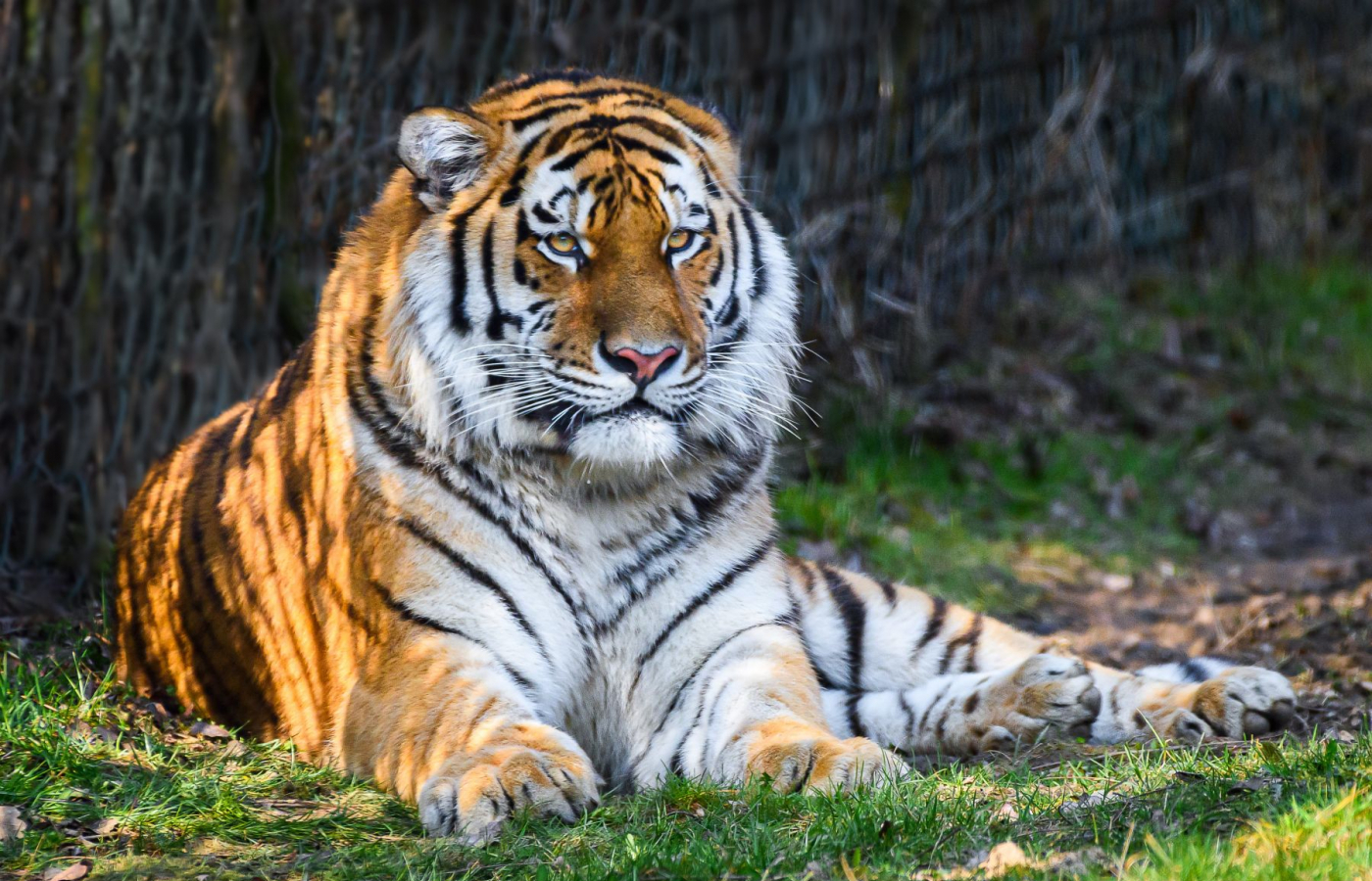 We have a new male Amur tiger