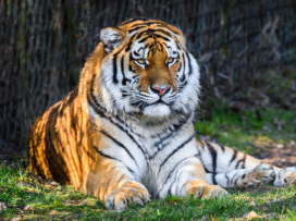 We have a new male Amur tiger