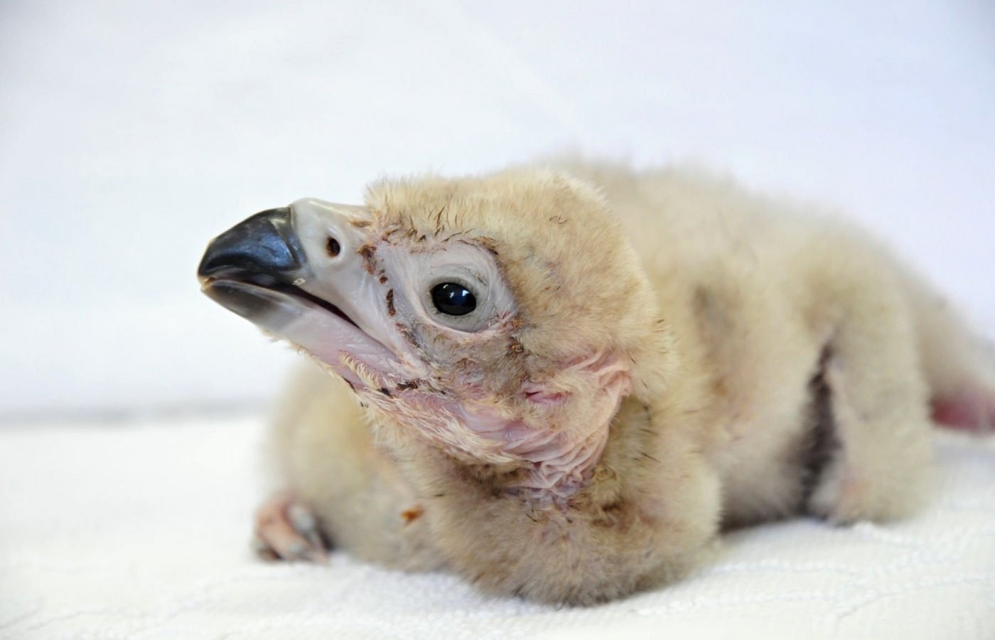 Zoo Zlín, Zoo Ostrava a Zoo Praha spojily síly při záchraně vzácných supů