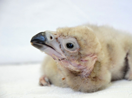 Zoo Zlín, Zoo Ostrava a Zoo Praha spojily síly při záchraně vzácných supů