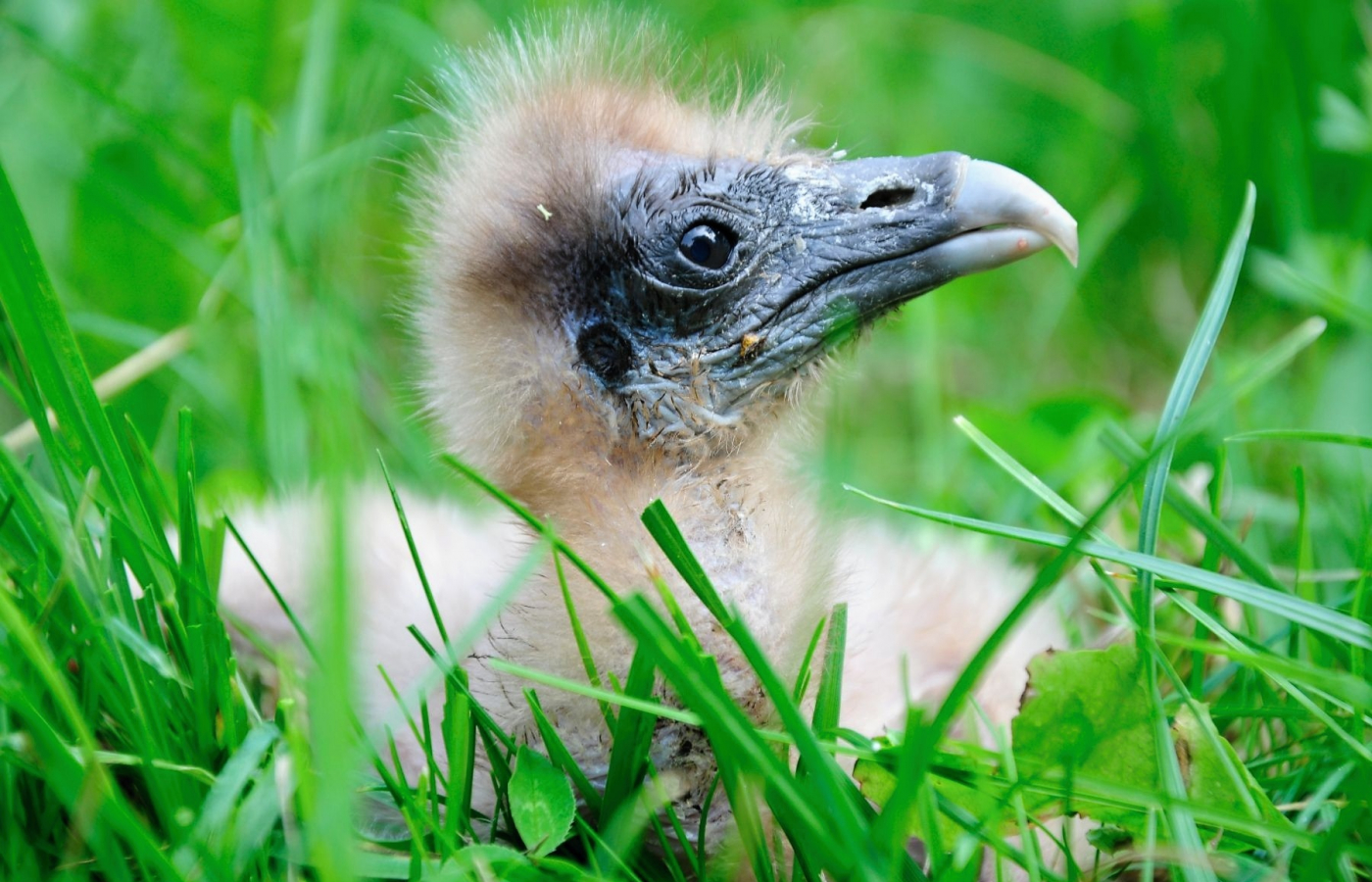 Zoo Zlín, Zoo Ostrava a Zoo Praha spojily síly při záchraně vzácných supů
