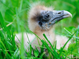 Zoo Zlín, Zoo Ostrava a Zoo Praha spojily síly při záchraně vzácných supů