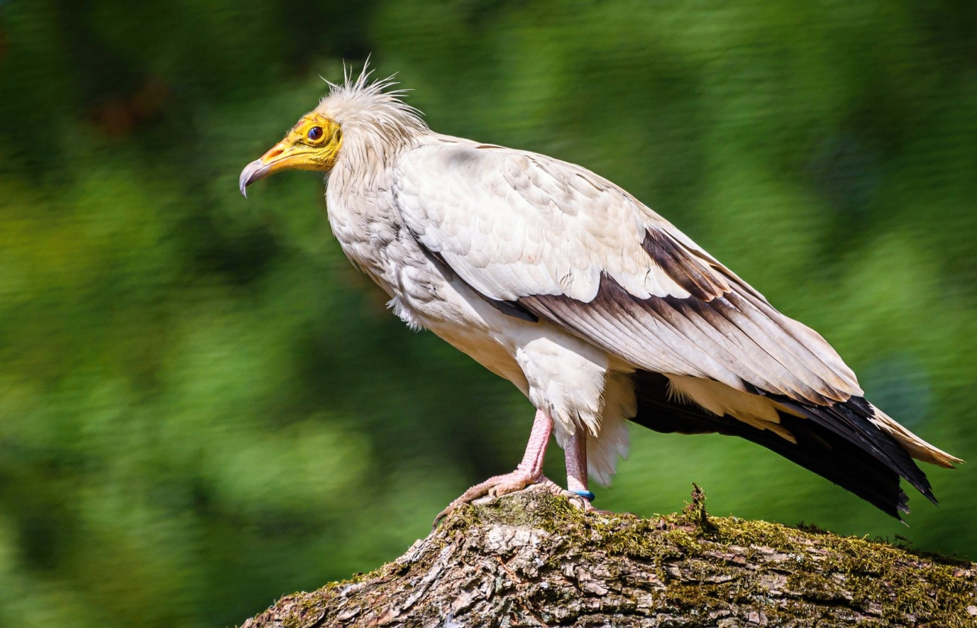 Zoo Zlín, Zoo Ostrava a Zoo Praha spojily síly při záchraně vzácných supů