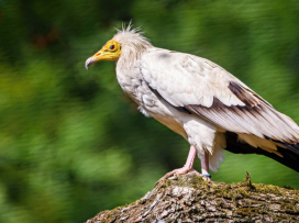 Zoo Zlín, Zoo Ostrava a Zoo Praha spojily síly při záchraně vzácných supů