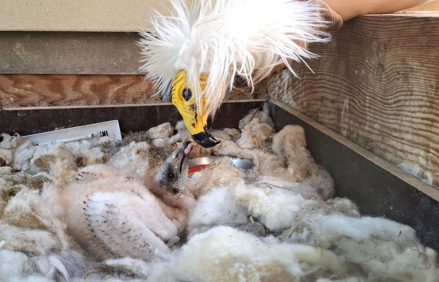 Zoo Zlín, Zoo Ostrava a Zoo Praha spojily síly při záchraně vzácných supů