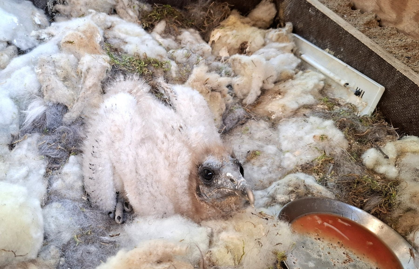 Zoo Zlín, Zoo Ostrava a Zoo Praha spojily síly při záchraně vzácných supů
