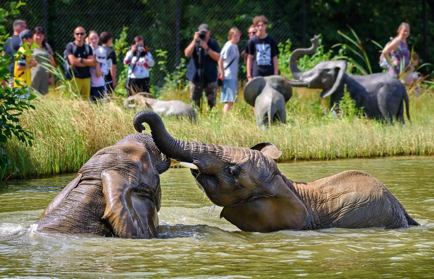 Hurá do Zoo Zlín, i v horku je u nás příjemně