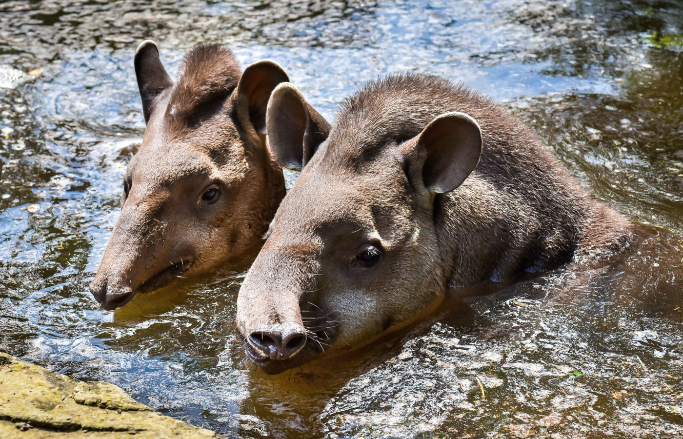 Hurá do Zoo Zlín, i v horku je u nás příjemně