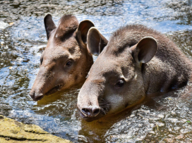 Hurá do Zoo Zlín, i v horku je u nás příjemně