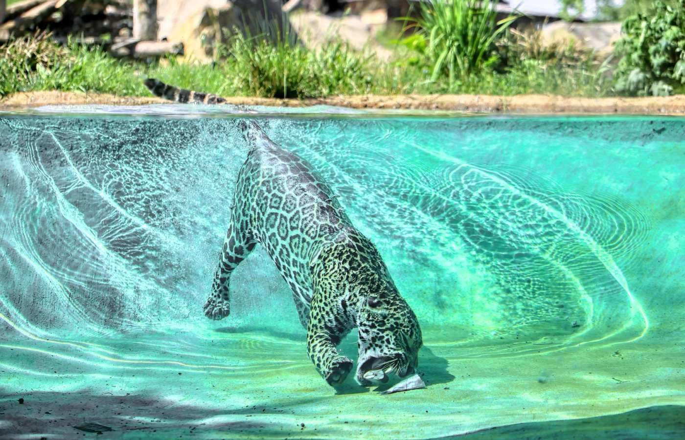 Beat the heatwave and rush to the zoo!
