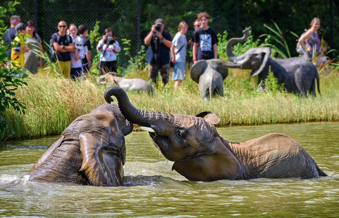 Beat the heatwave and rush to the zoo!