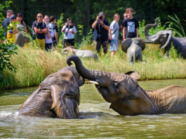 Beat the heatwave and rush to the zoo!