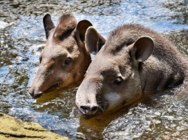 Beat the heatwave and rush to the zoo!