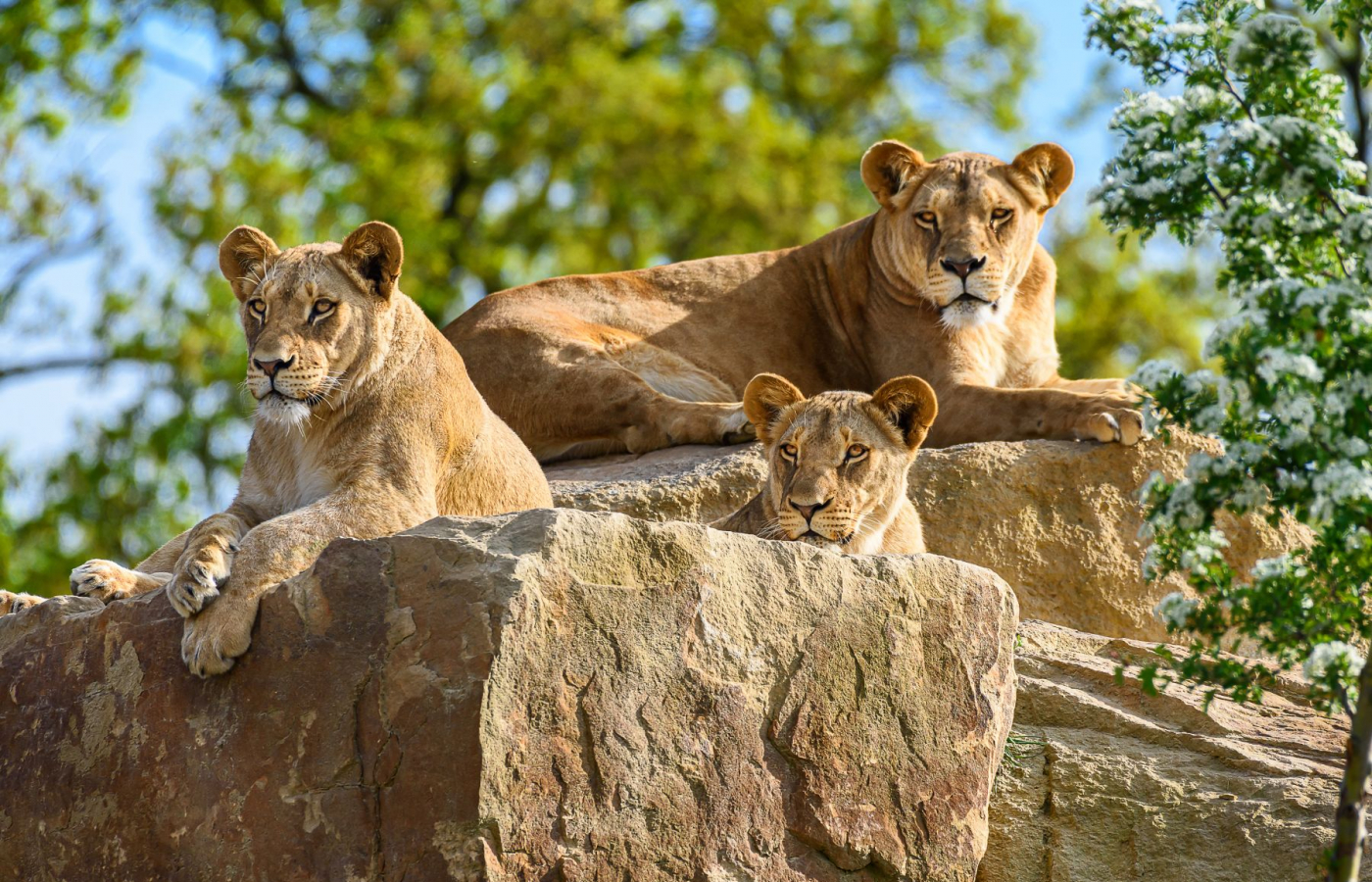 Portál arecenze.cz opětovně vyhlásil Zoo Zlín jako nejlepší zoo v ČR