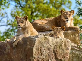 Portál arecenze.cz opětovně vyhlásil Zoo Zlín jako nejlepší zoo v ČR