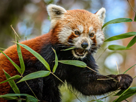 Portál arecenze.cz opětovně vyhlásil Zoo Zlín jako nejlepší zoo v ČR