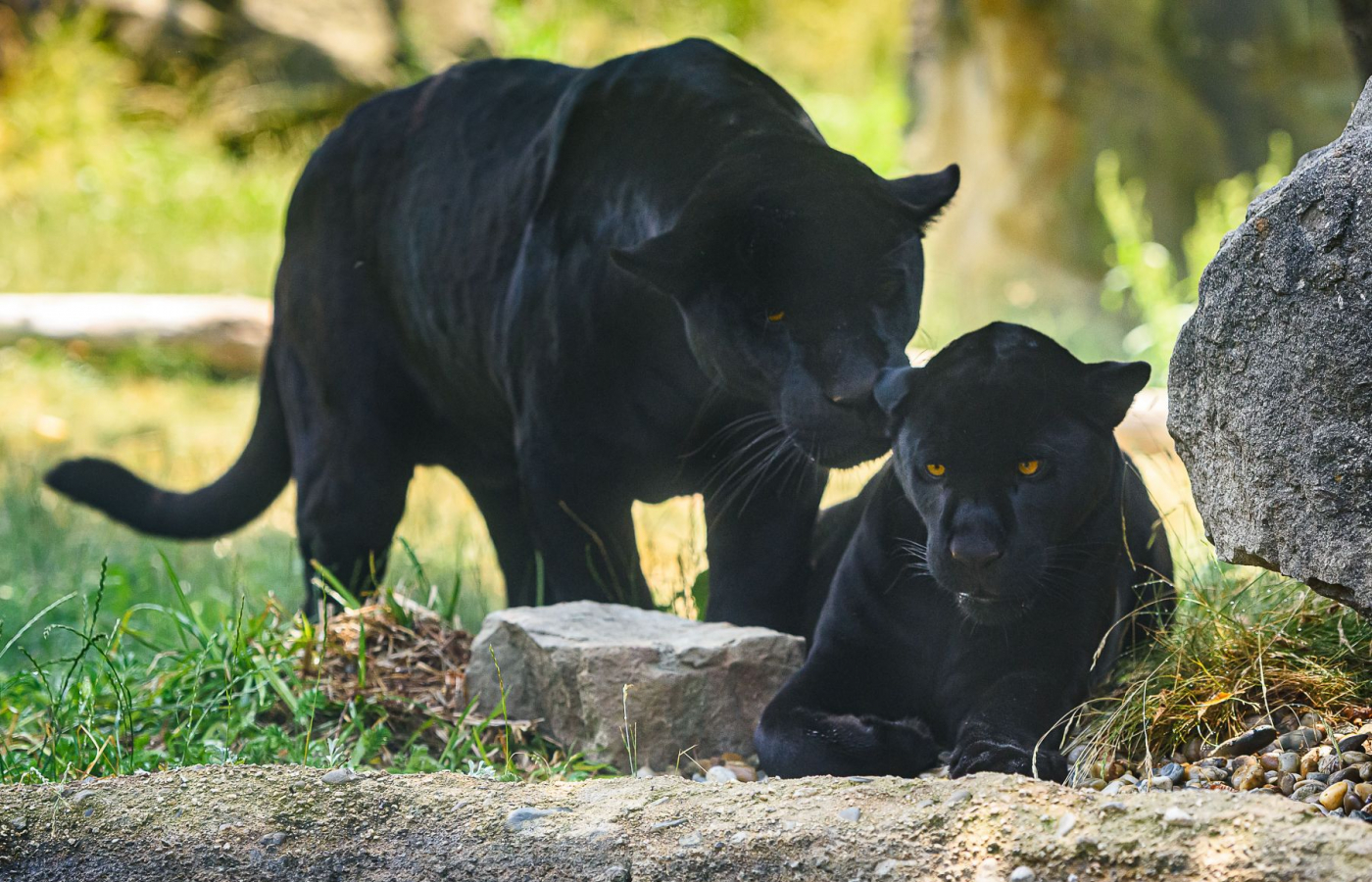 Portál arecenze.cz opětovně vyhlásil Zoo Zlín jako nejlepší zoo v ČR